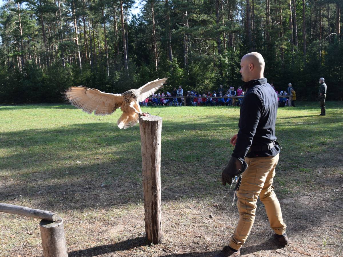 Zajęcia o ptakach drapieżnych i sowach